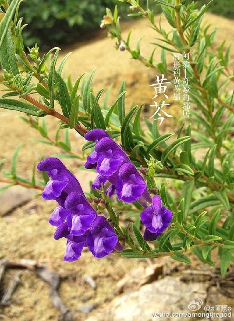 新黄芩种子黄芩籽纯新籽抗旱林下种植一斤起批包邮