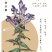 新黄芩种子黄芩籽纯新籽抗旱林下种植一斤起批包邮