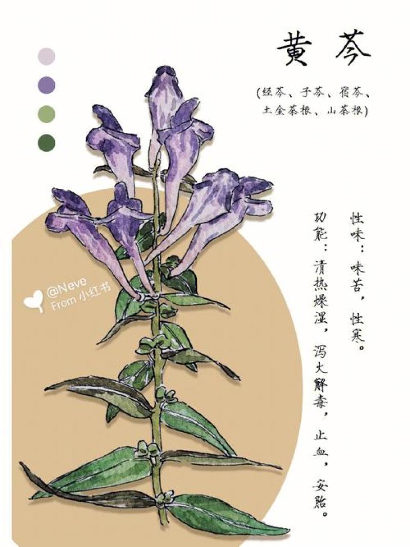新黄芩种子黄芩籽纯新籽抗旱林下种植一斤起批包邮