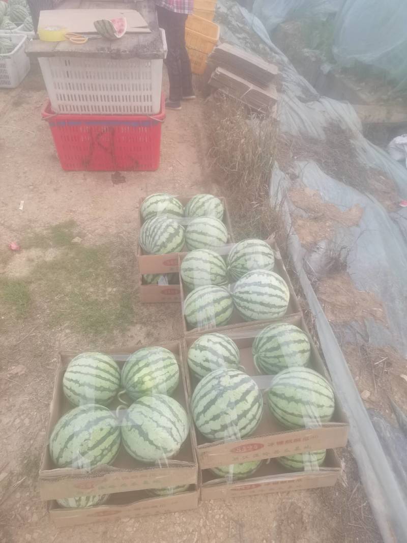 冰糖西瓜