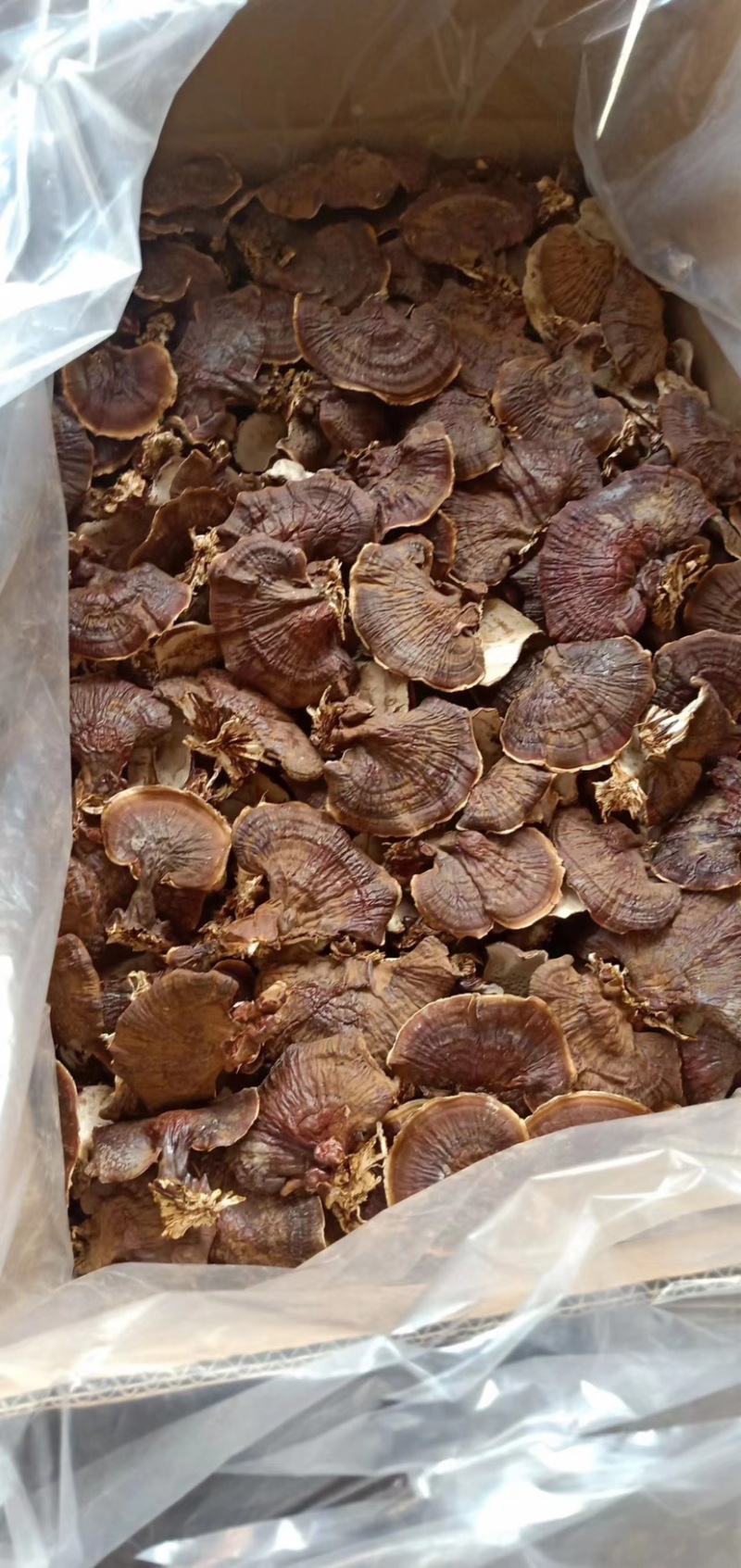 大金边灵芝，不苦的灵芝，菌香味浓郁欢迎电联采购