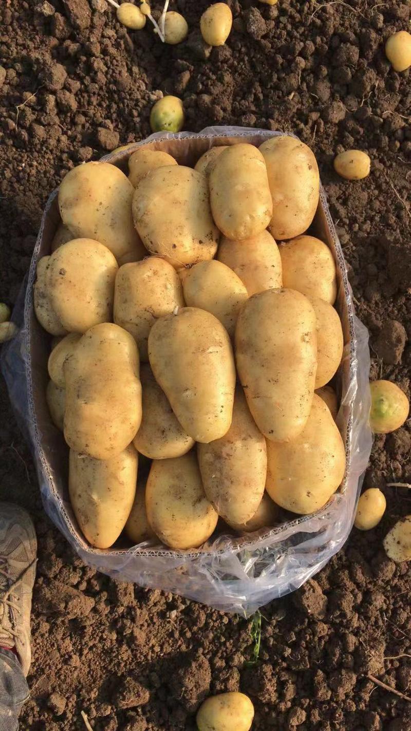 土豆，荷兰十五，沃土，v7等，产地直发，支持全国各地发货