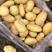 土豆，荷兰十五，沃土，v7等，产地直发，支持全国各地发货