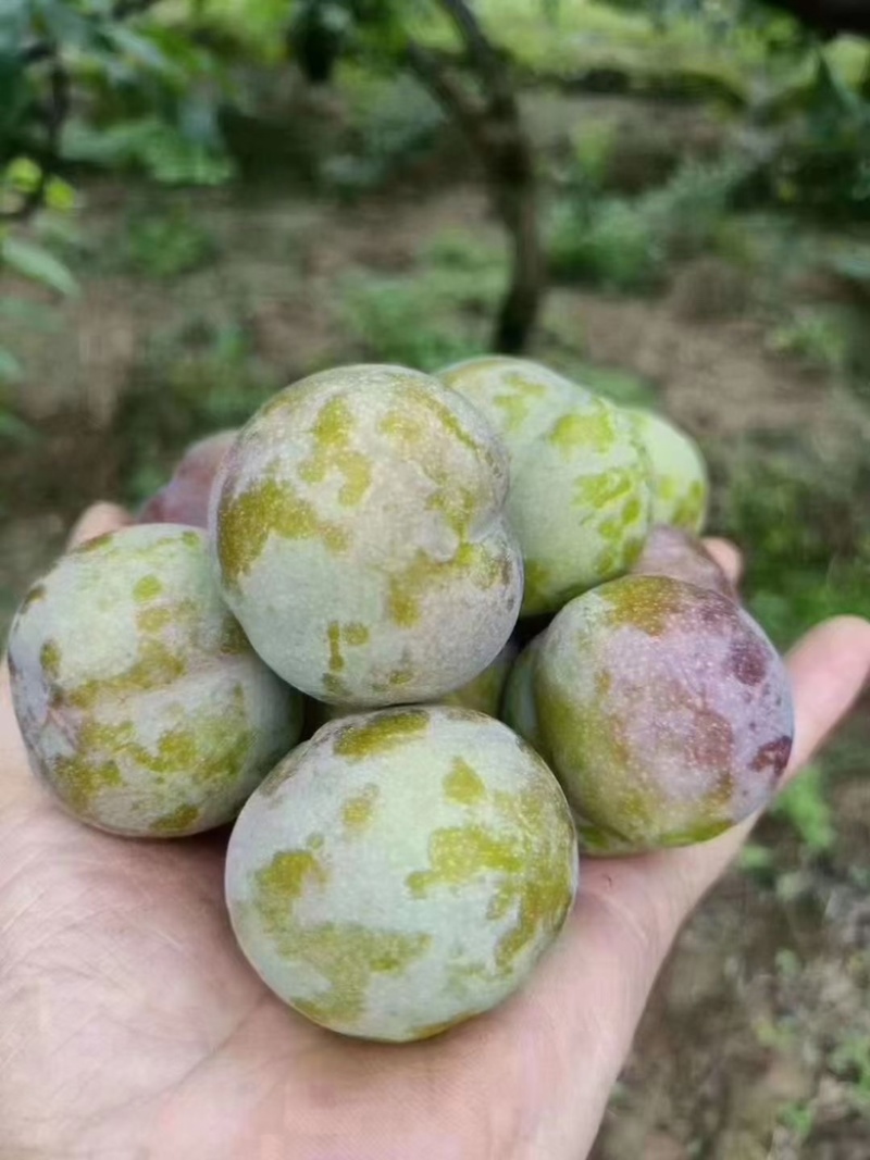 绥江半边红李子
