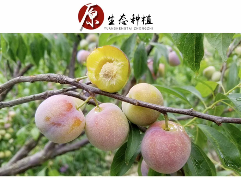 绥江半边红李子