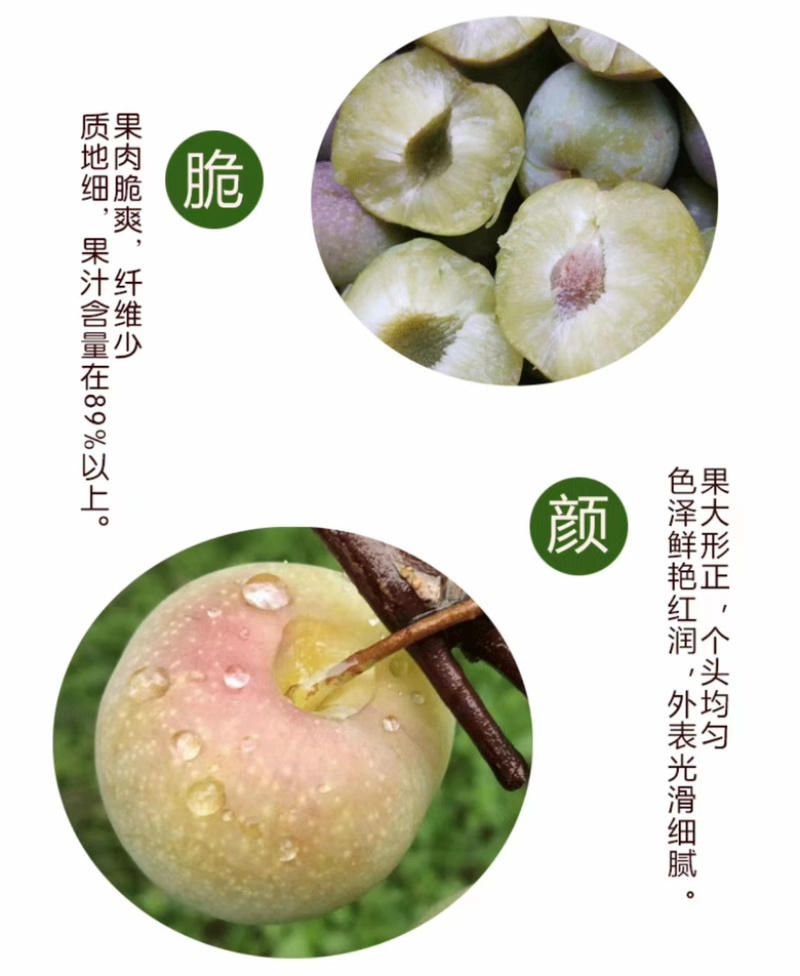 绥江半边红李子