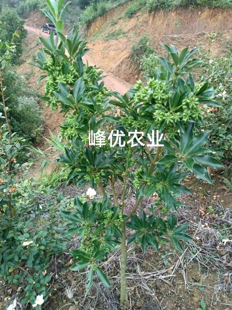 罗马品种嫁接苗包技术、回收批发矮化八角嫁接苗八角树苗