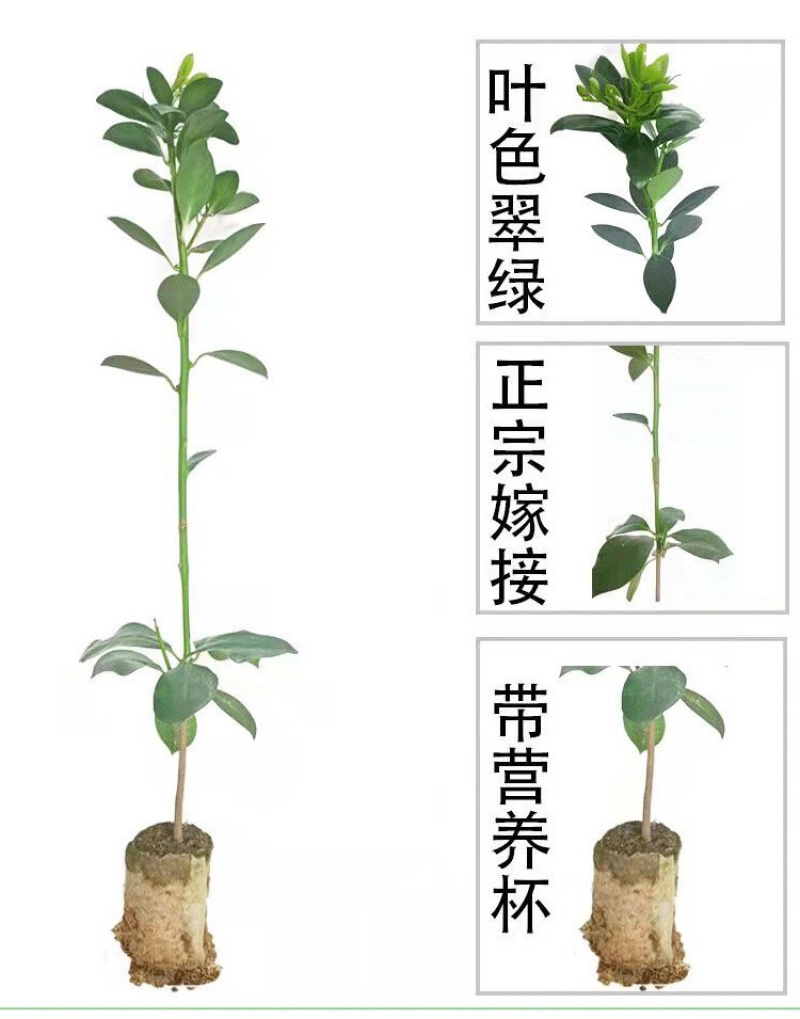 罗马品种嫁接苗包技术、回收批发矮化八角嫁接苗八角树苗