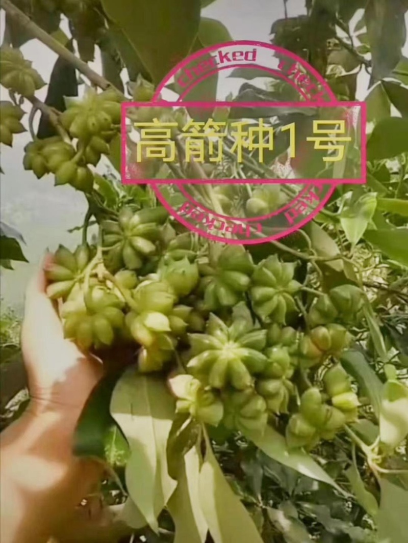 罗马品种嫁接苗包技术、回收批发矮化八角嫁接苗八角树苗
