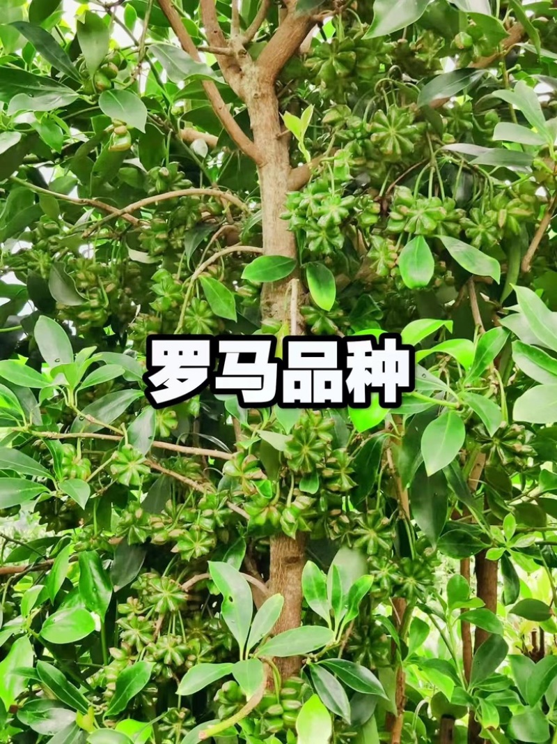罗马品种嫁接苗包技术、回收批发矮化八角嫁接苗八角树苗