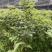 罗马品种嫁接苗包技术、回收批发矮化八角嫁接苗八角树苗
