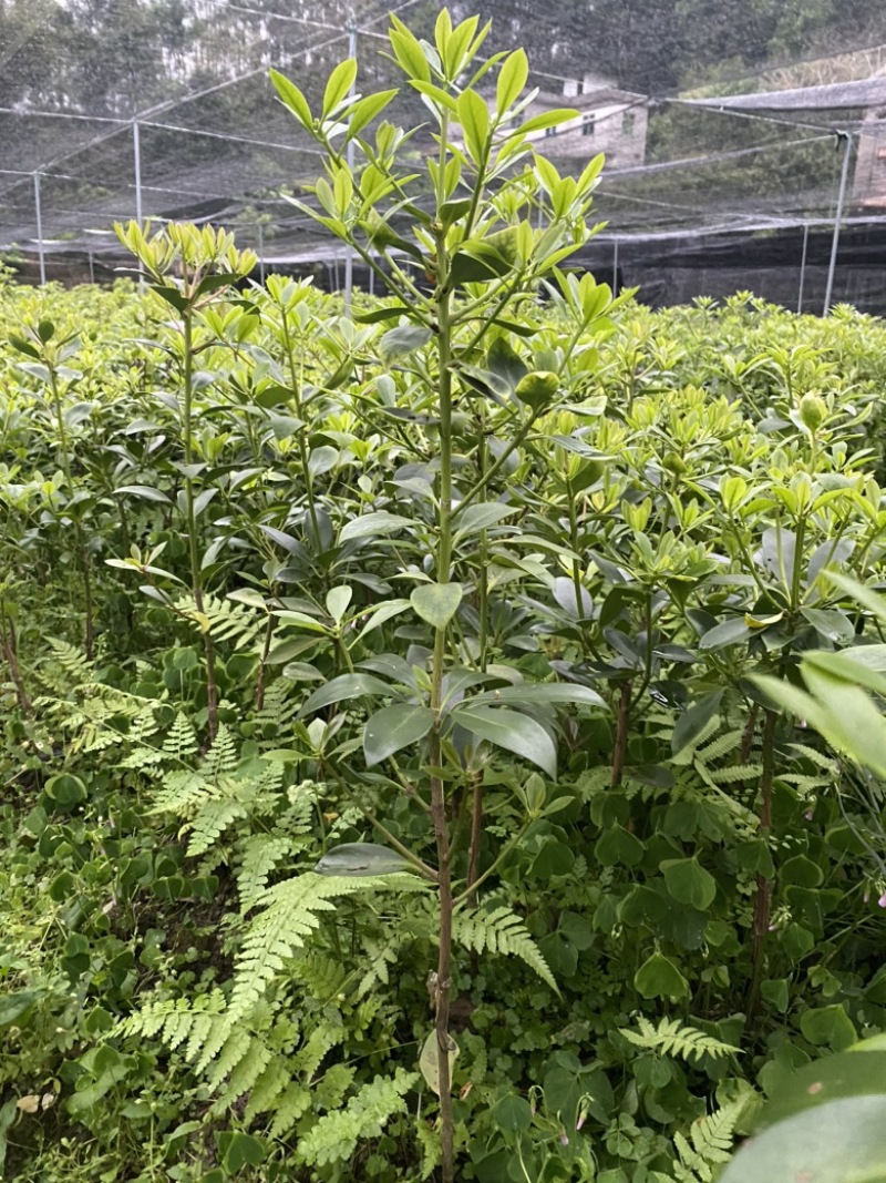 罗马品种嫁接苗包技术、回收批发矮化八角嫁接苗八角树苗