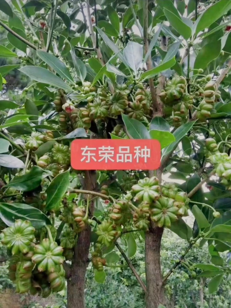 罗马品种嫁接苗包技术、回收批发矮化八角嫁接苗八角树苗