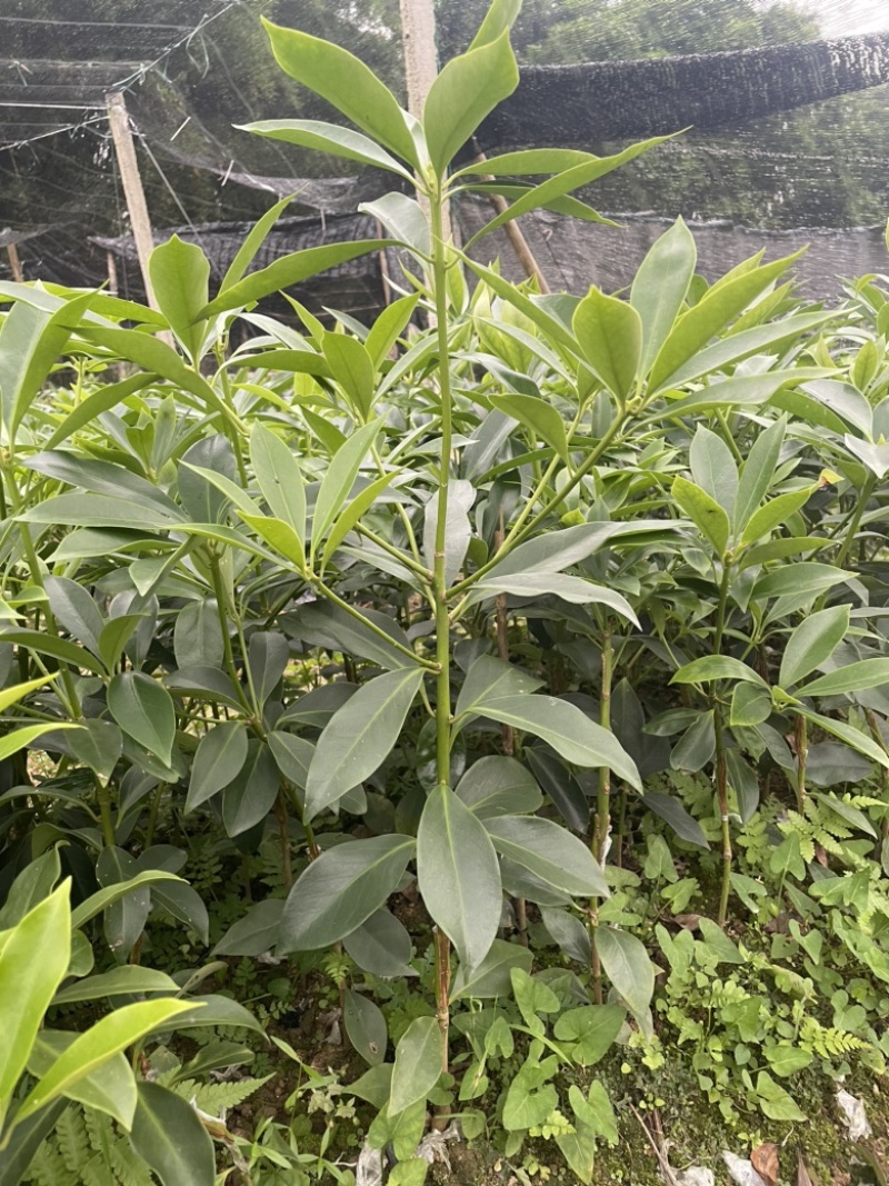罗马品种嫁接苗包技术、回收批发矮化八角嫁接苗八角树苗