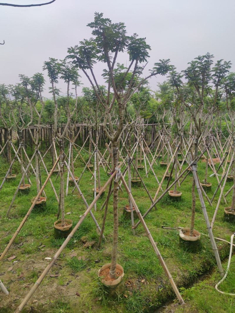 黄槐基地大量供应各种各样规格价格便宜欢迎你的光临