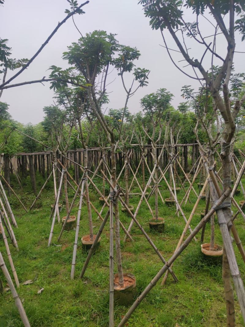 黄槐基地大量供应各种各样规格价格便宜欢迎你的光临