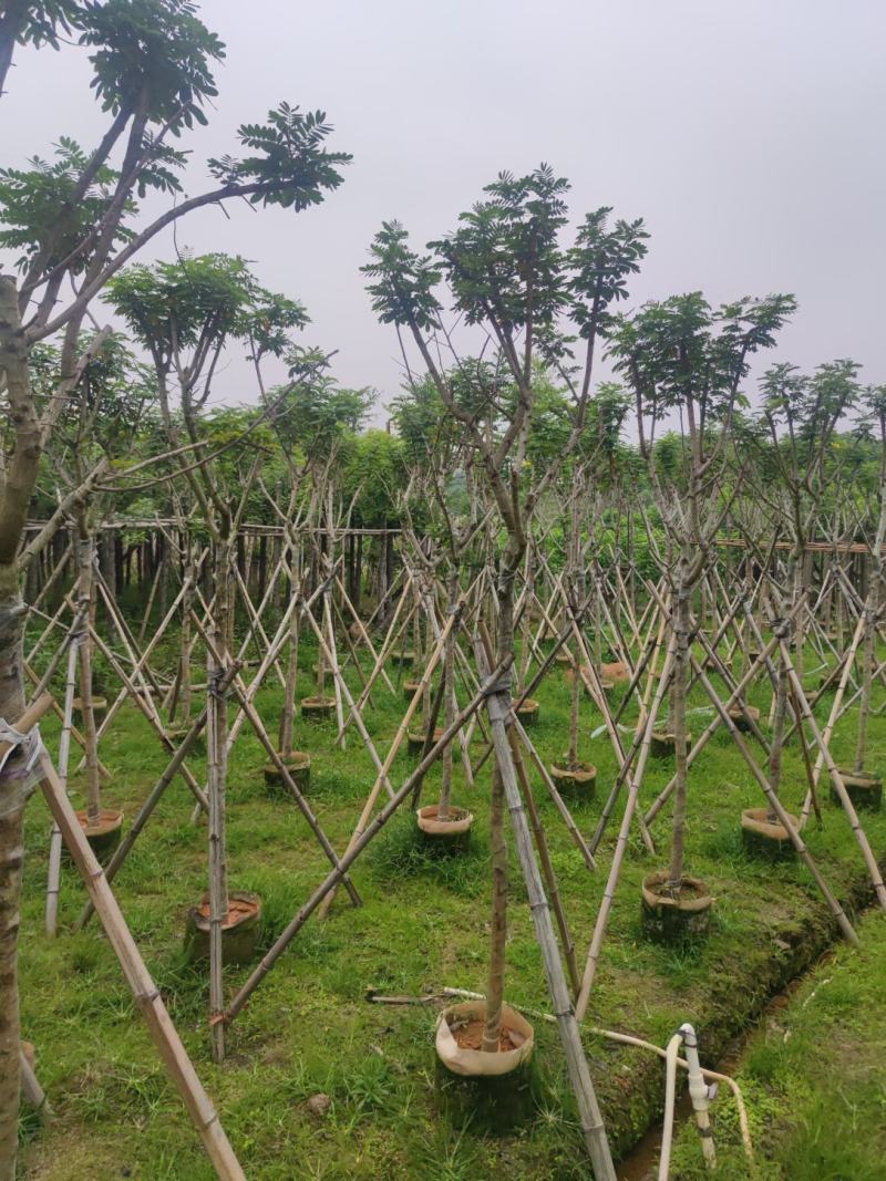 黄槐基地大量供应各种各样规格价格便宜欢迎你的光临