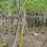 黄槐基地大量供应各种各样规格价格便宜欢迎你的光临