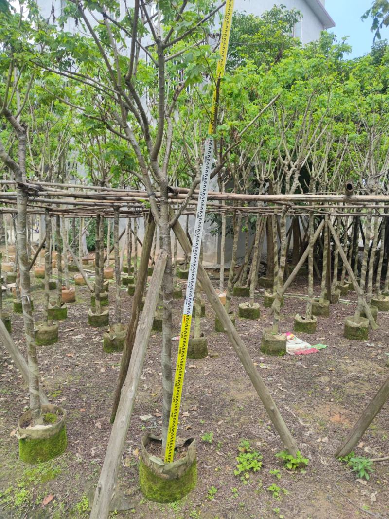 黄槐基地大量供应各种各样规格价格便宜欢迎你的光临