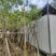 黄槐基地大量供应各种各样规格价格便宜欢迎你的光临