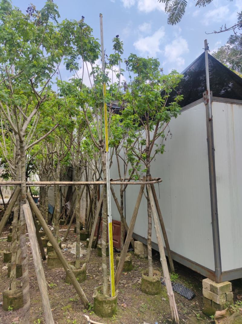 黄槐基地大量供应各种各样规格价格便宜欢迎你的光临