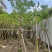 黄槐基地大量供应各种各样规格价格便宜欢迎你的光临