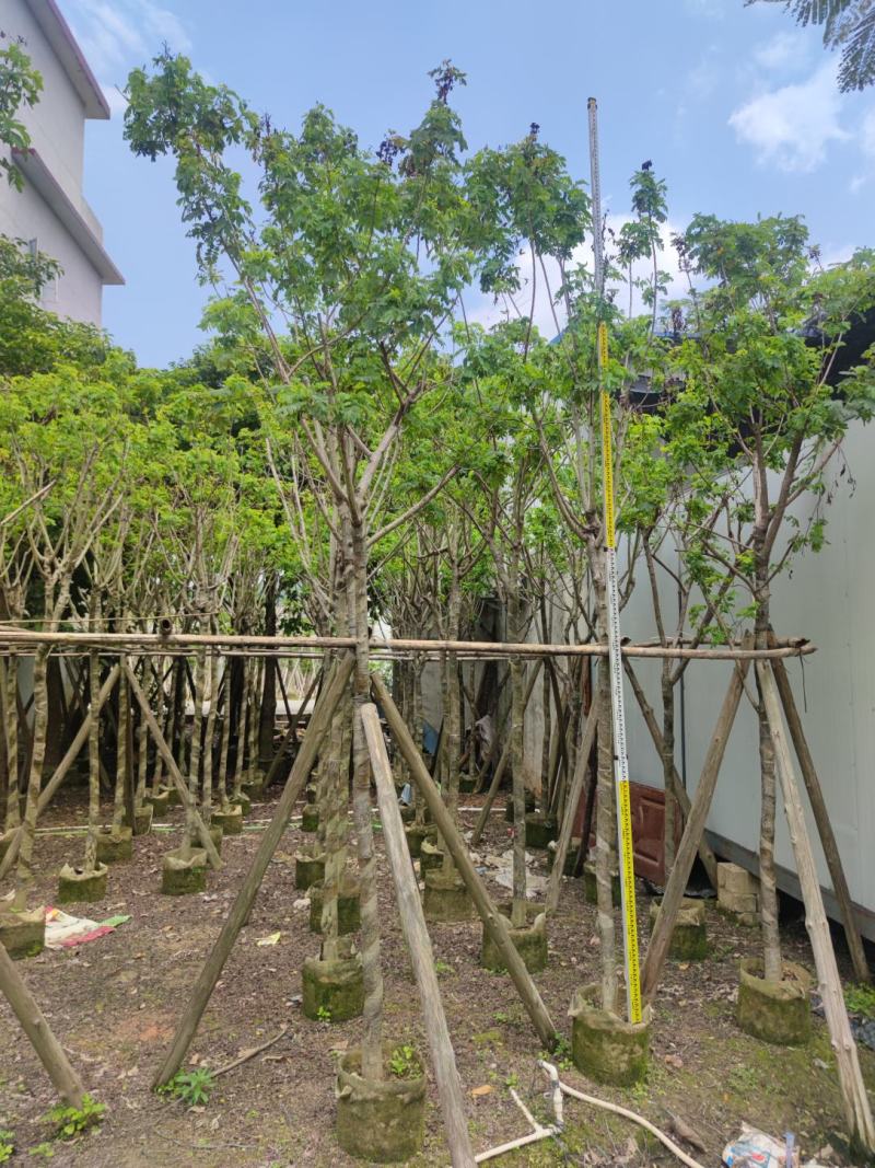 黄槐基地大量供应各种各样规格价格便宜欢迎你的光临