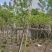 黄槐基地大量供应各种各样规格价格便宜欢迎你的光临