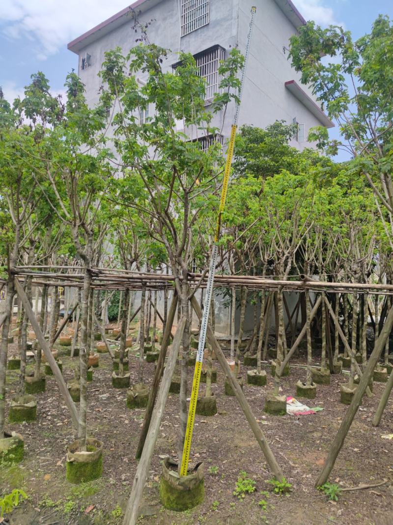 黄槐基地大量供应各种各样规格价格便宜欢迎你的光临
