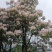 粉花云锦杜娟