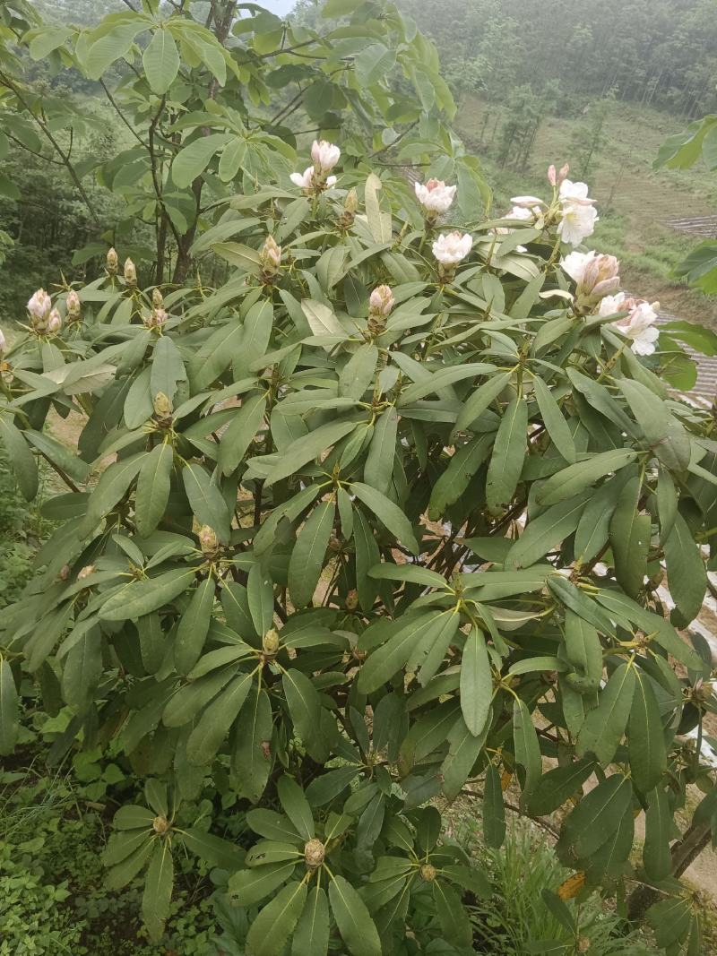 粉花云锦杜娟