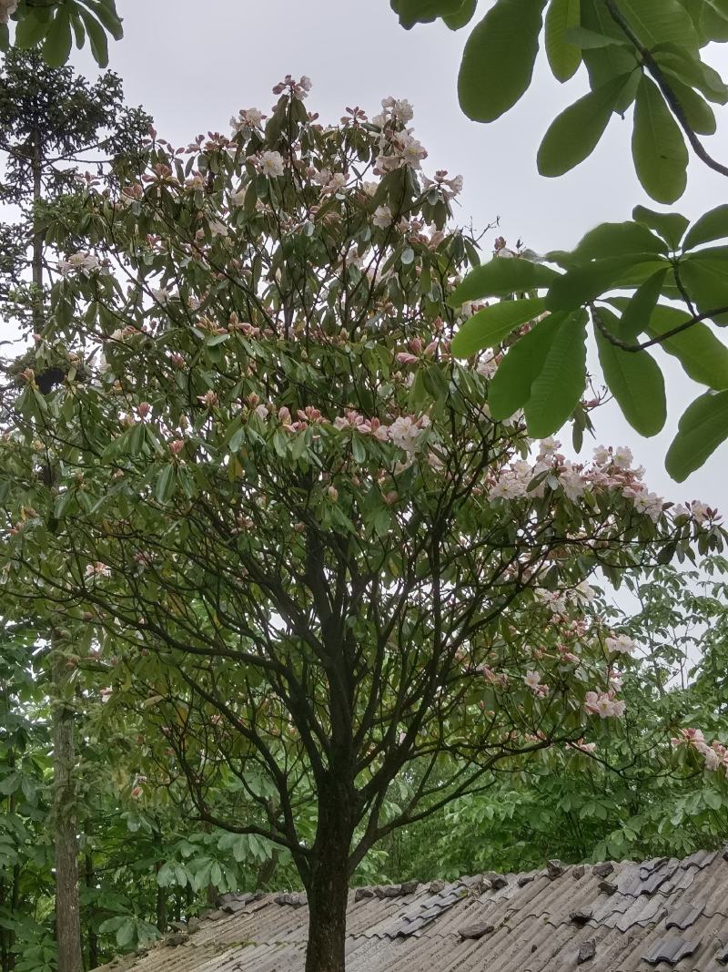粉花云锦杜娟