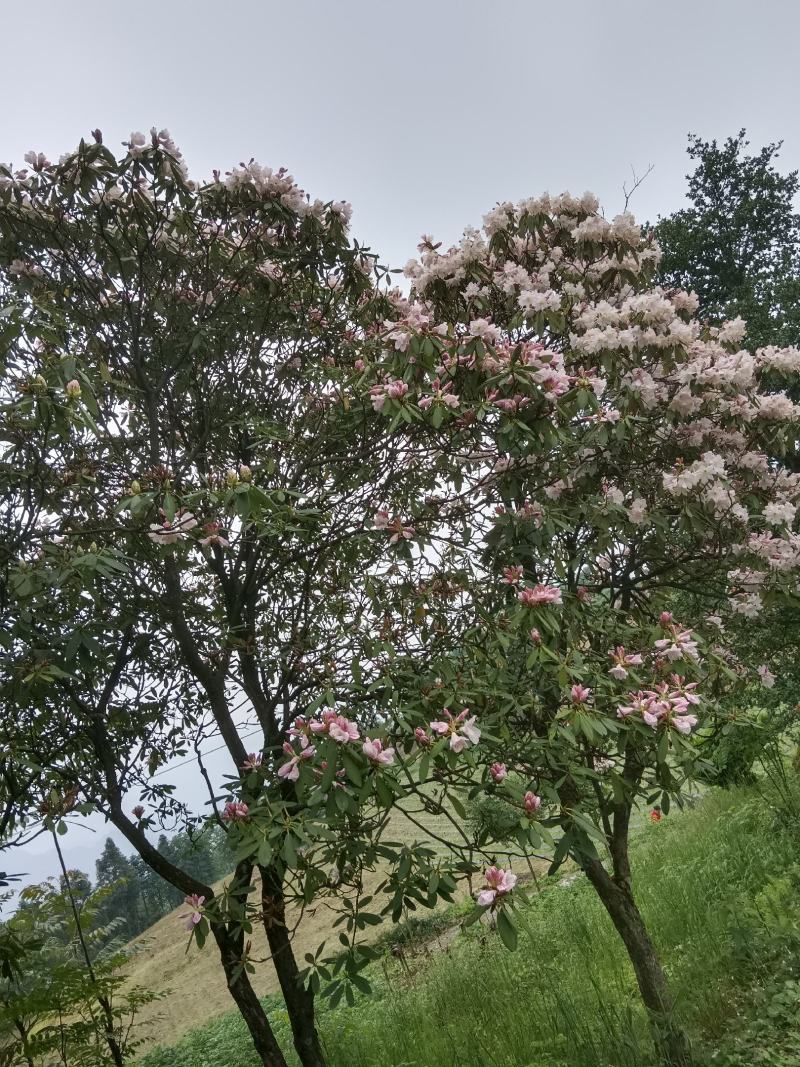 粉花云锦杜娟