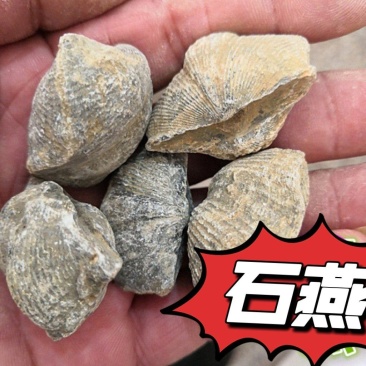 中药材批发石燕燕子石诚信经营新货量大价优
