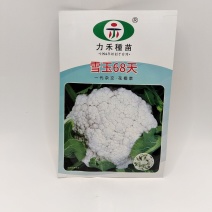 (推荐)松花菜种子力禾农业雪玉68天青梗松花好吃好卖