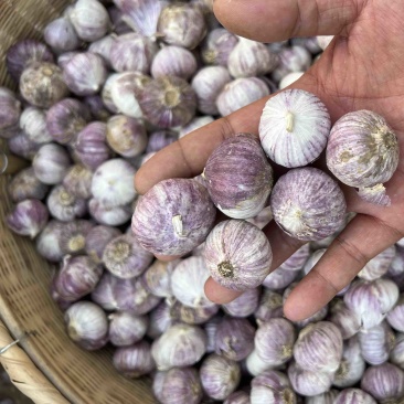 云南全干独头蒜烤黑蒜原料紫红皮独头蒜产地直销