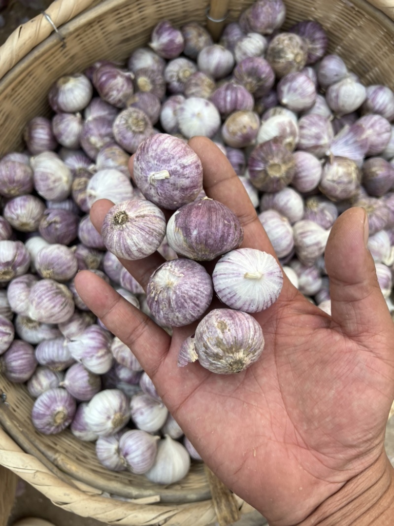 云南全干独头蒜烤黑蒜原料紫红皮独头蒜产地直销