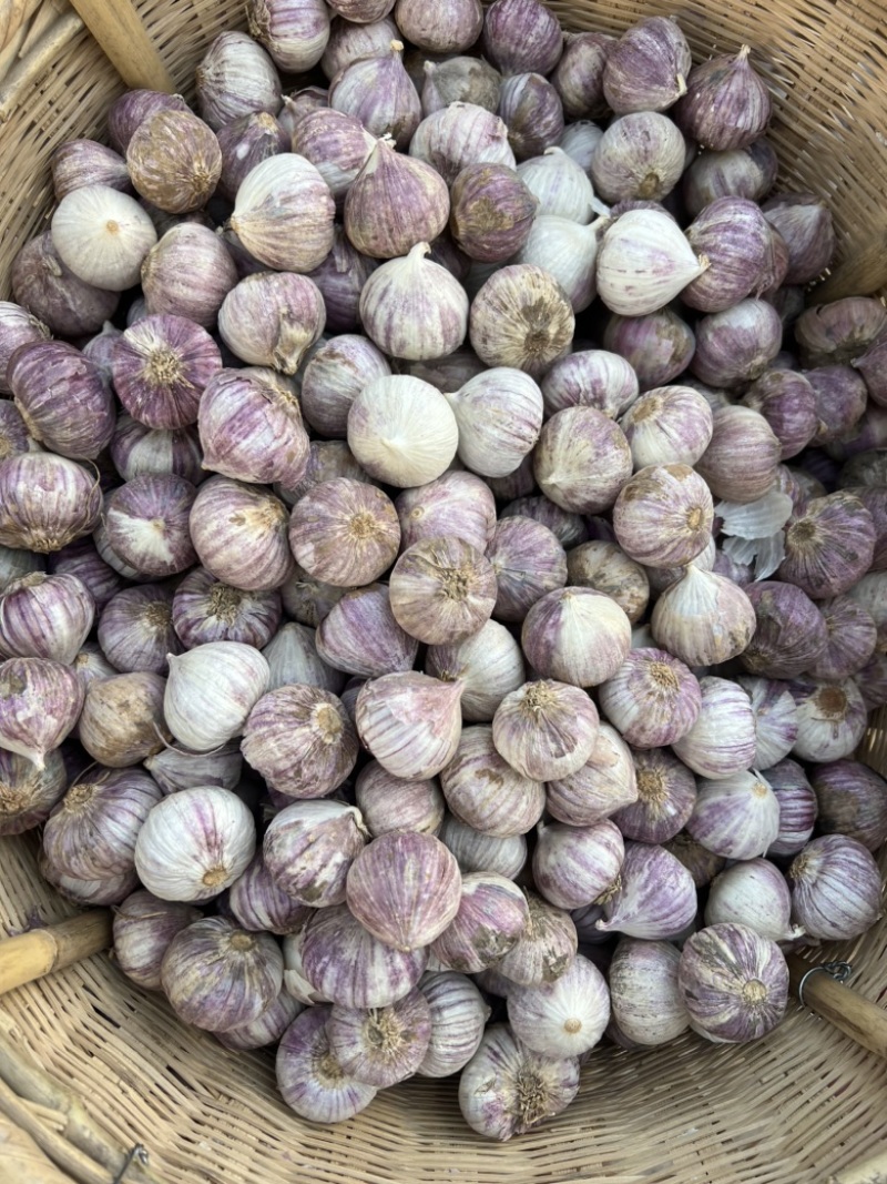 云南全干独头蒜烤黑蒜原料紫红皮独头蒜产地直销