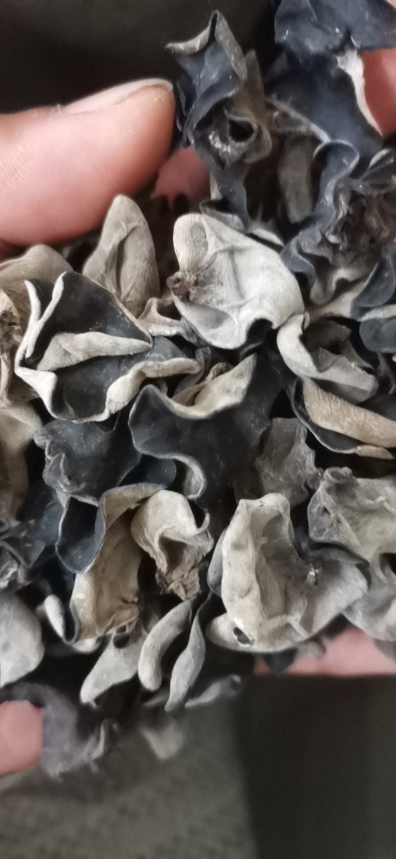 东北黑木耳大棚头茬片形好厚度好性价比比较高