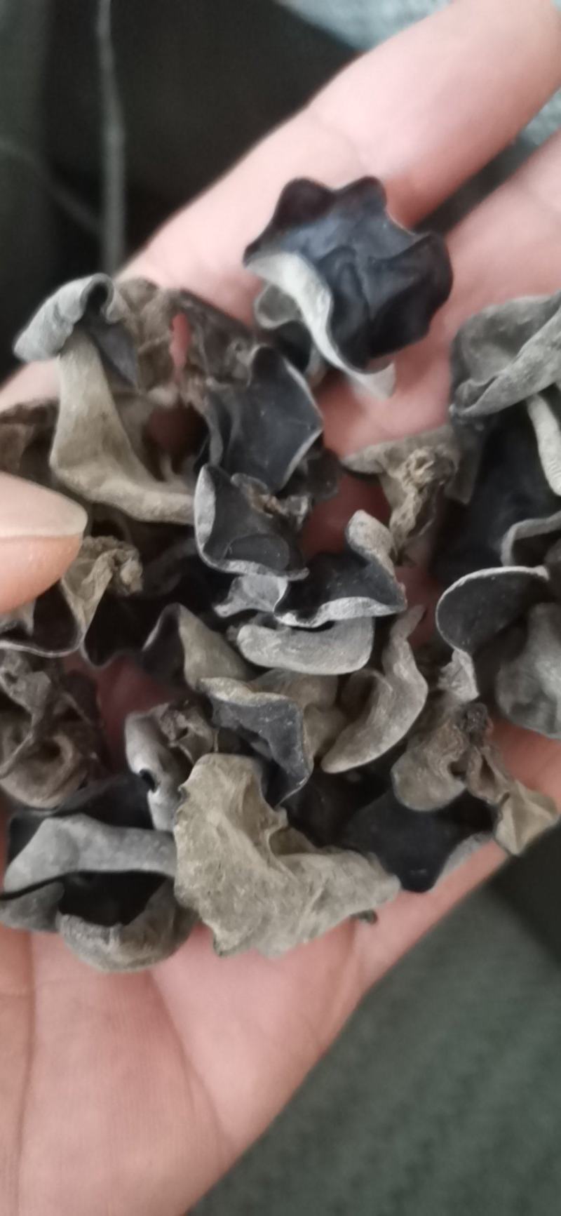东北黑木耳大棚头茬片形好厚度好性价比比较高