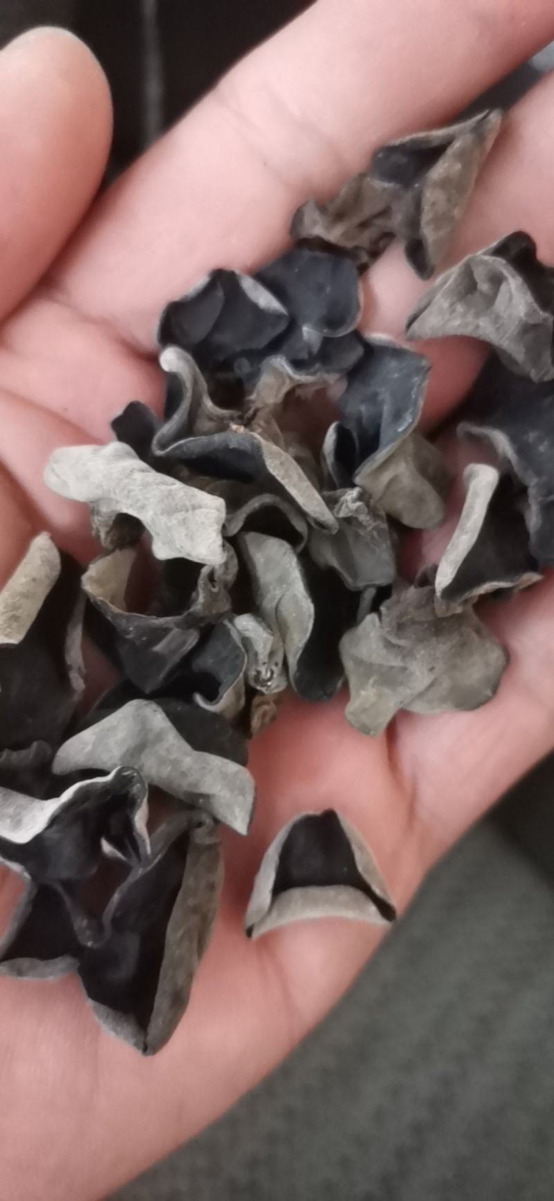 东北黑木耳大棚头茬片形好厚度好性价比比较高