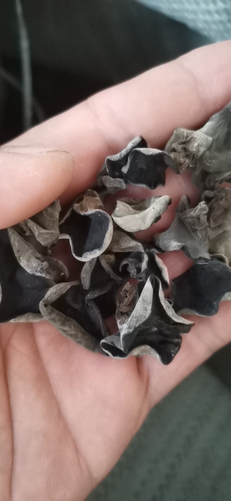 东北黑木耳大棚头茬片形好厚度好性价比比较高