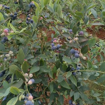 云南蓝莓口感纯甜·肉厚皮实果实硬度高保鲜期长·陆地种植