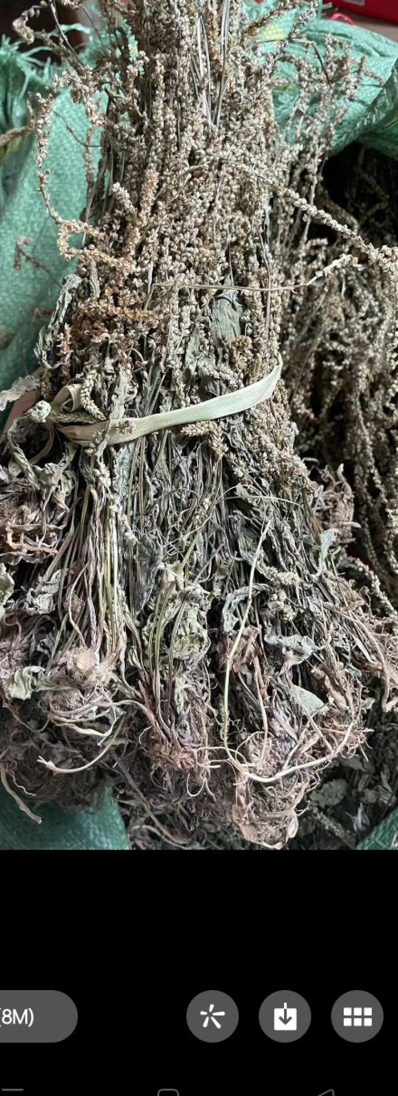 江西野生车前草干货颜色好无霉不放肥料不打农药可以泡水喝