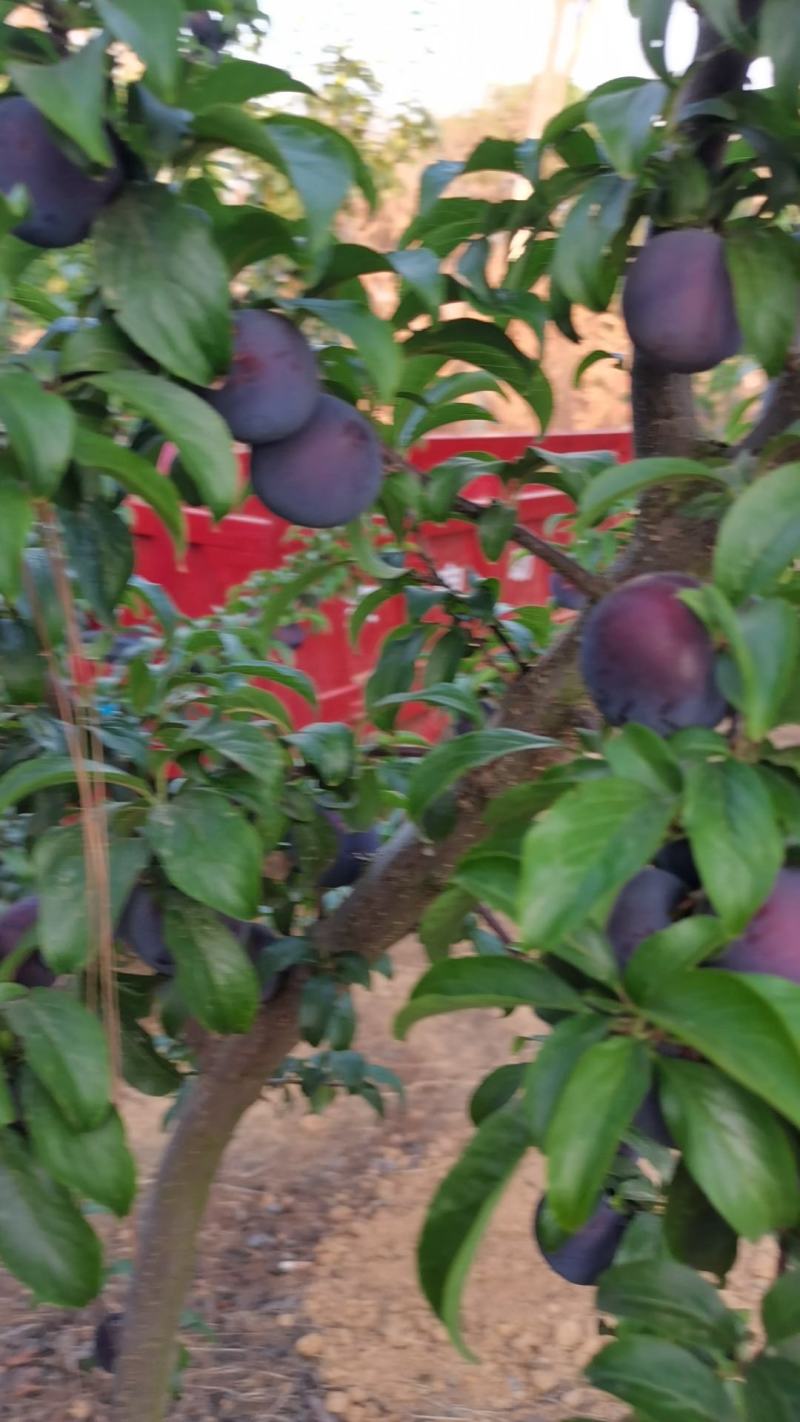 黑布李