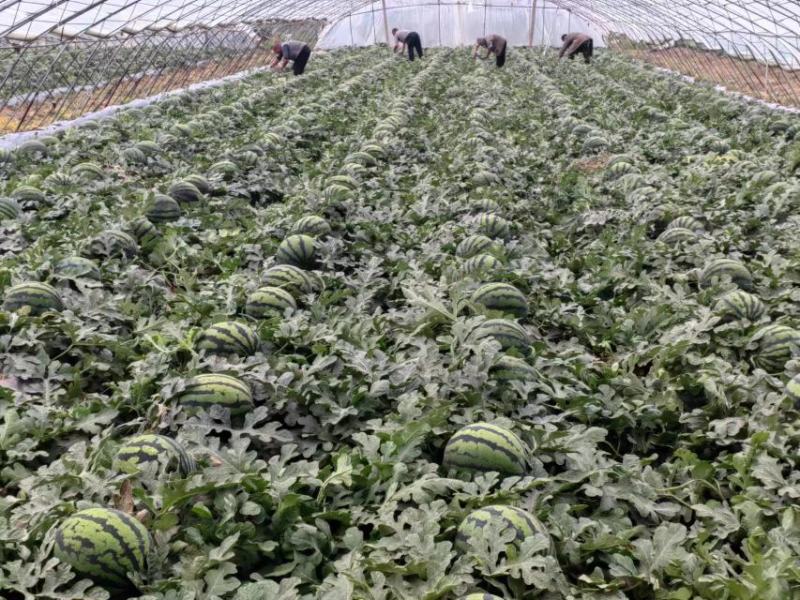 甜王西瓜皮薄瓤红产地直发保质保量全国代发量大优惠