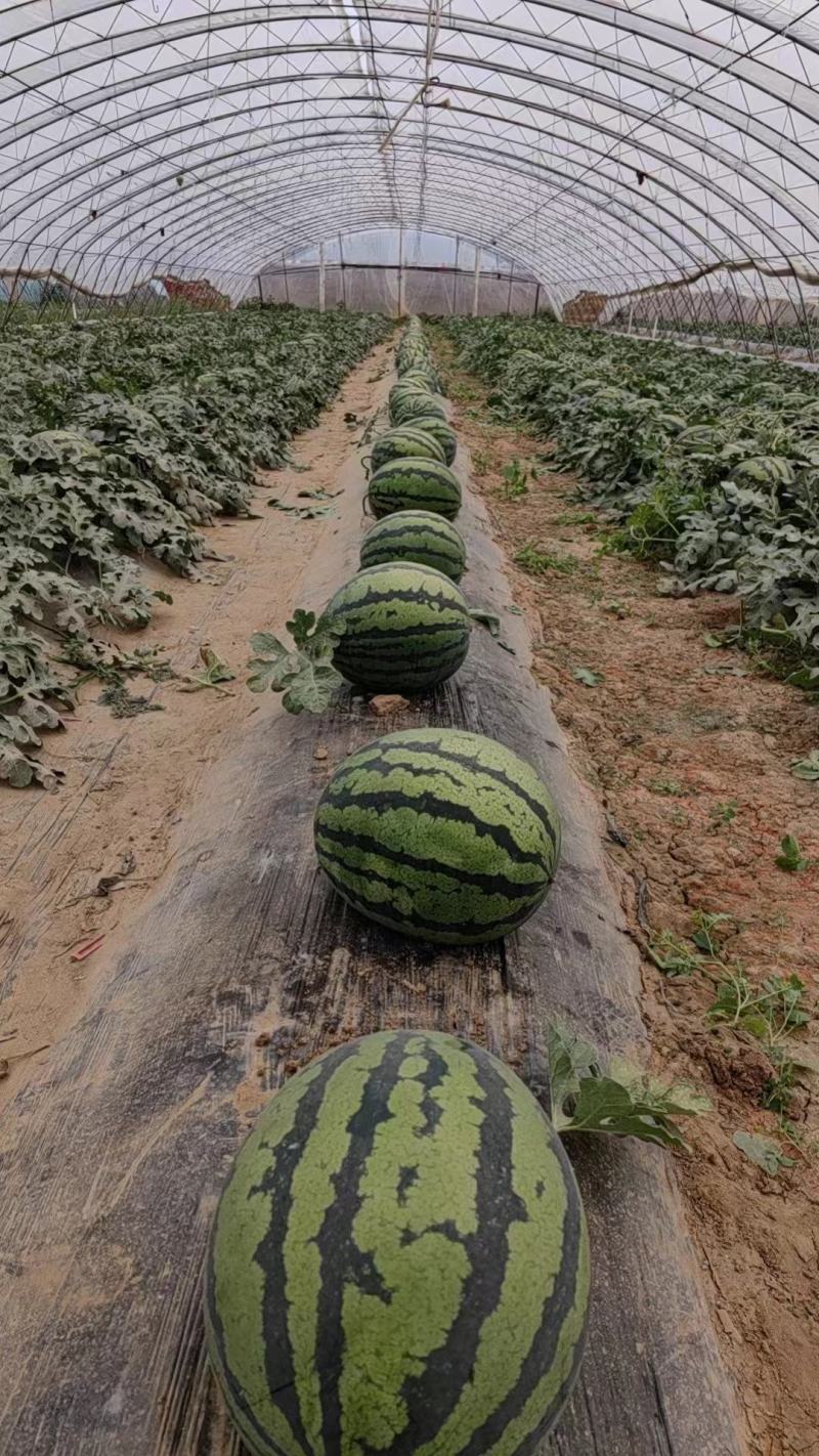 甜王西瓜皮薄瓤红产地直发保质保量全国代发量大优惠