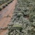 甜王西瓜皮薄瓤红产地直发保质保量全国代发量大优惠