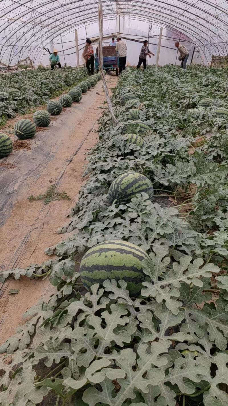 甜王西瓜皮薄瓤红产地直发保质保量全国代发量大优惠