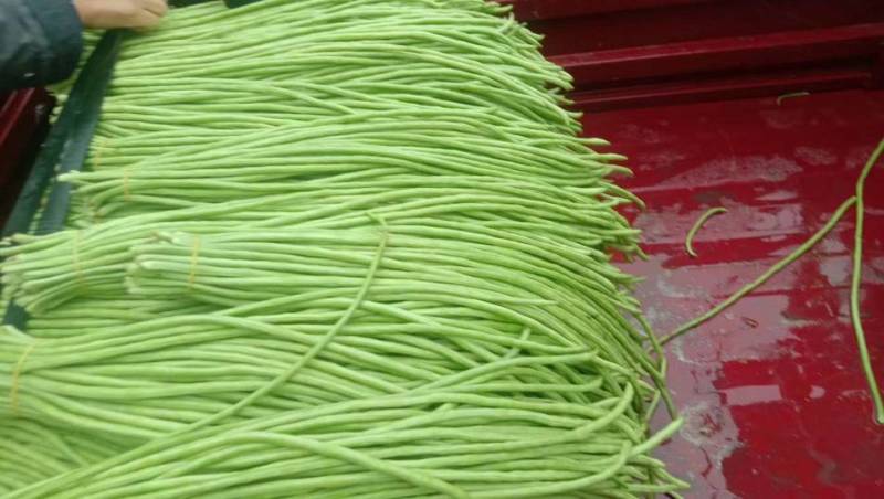 【推荐】长豆角，产地直供【市场】【加工厂】【电商】